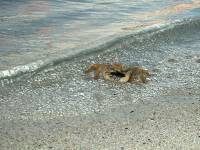 cool crab